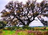 03trees17.jpg