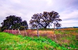 04trees17.jpg