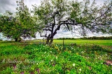 10trees17.jpg