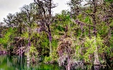 12trees17.jpg