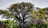 13trees17.jpg