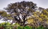 14trees17.jpg
