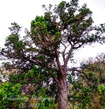 16trees17.jpg