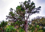 17trees17.jpg