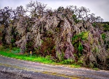 18trees17.jpg