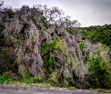 19trees17.jpg