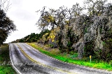 20trees17.jpg