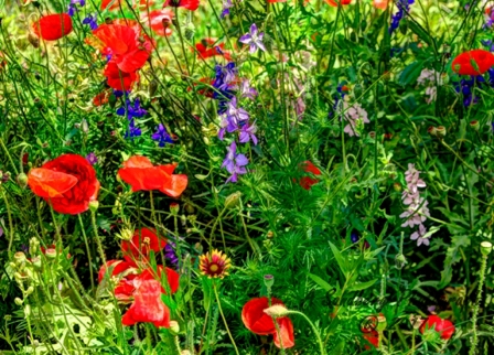 02flowers17.jpg