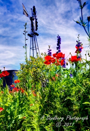 05flowers17.jpg