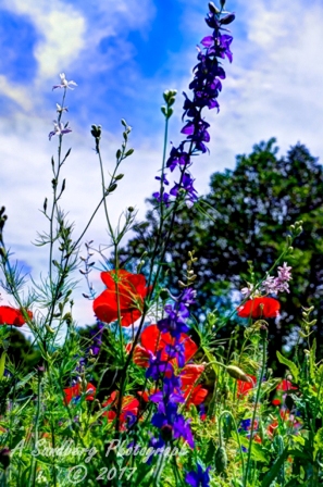 07flowers17.jpg