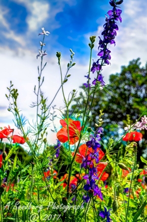 08flowers17.jpg