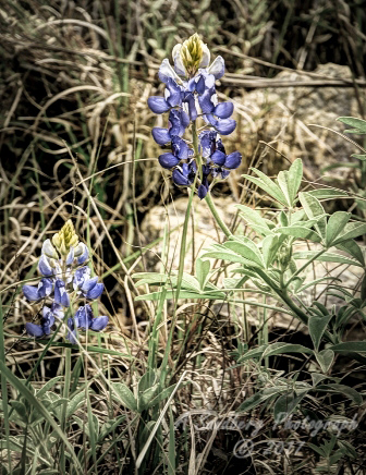 101flowers17.jpg