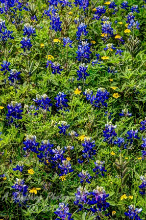 103flowers17.jpg