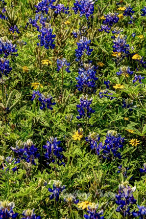 105flowers17.jpg