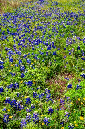 108flowers17.jpg