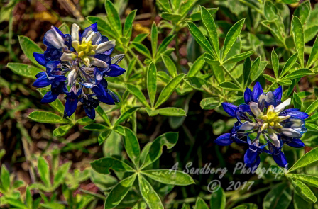 109flowers17.jpg