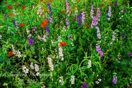 10flowers17.jpg