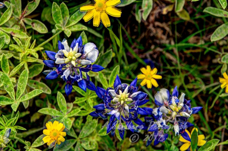 110flowers17.jpg