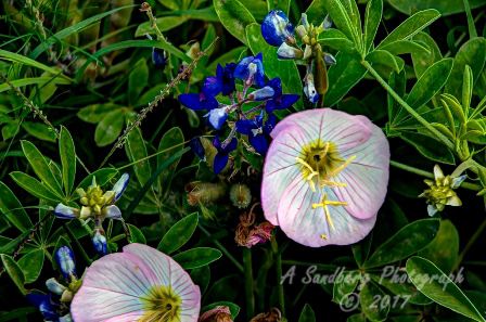 112flowers17.jpg