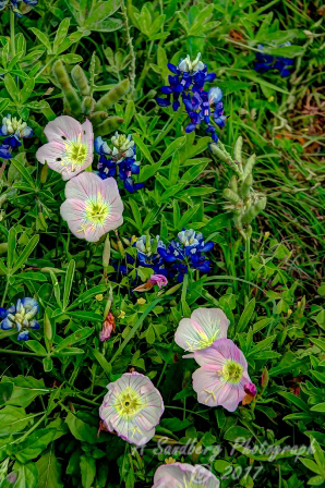 113flowers17.jpg