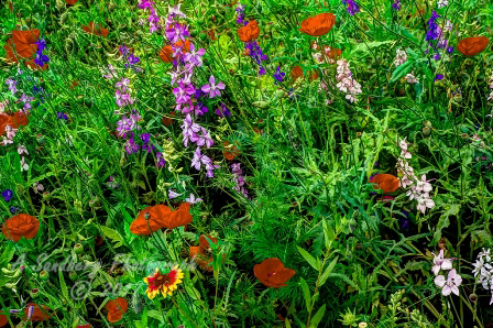 11flowers17.jpg