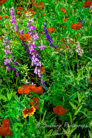 12flowers17.jpg
