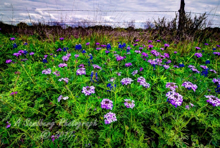 15flowers17.jpg