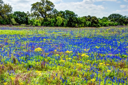 16flowers17.jpg