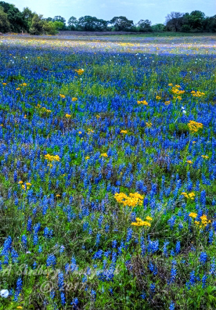 18flowers17.jpg
