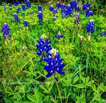 22flowers17.jpg