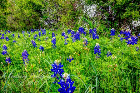 23flowers17.jpg