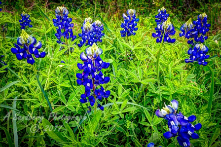 24flowers17.jpg