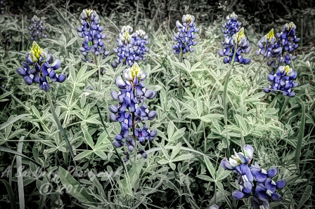 25flowers17.jpg