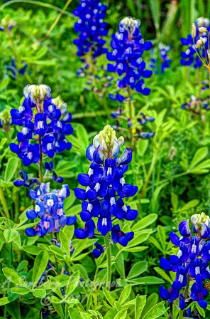 27flowers17.jpg