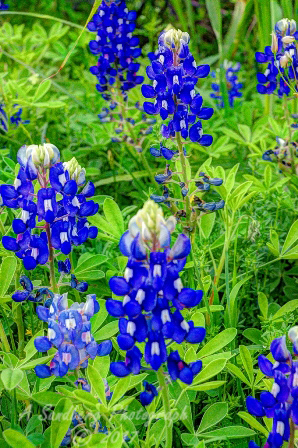 28flowers17.jpg