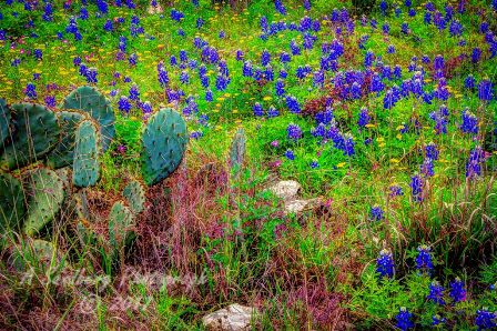 29flowers17.jpg