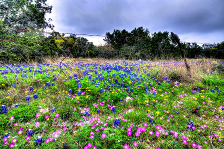 31flowers17.jpg