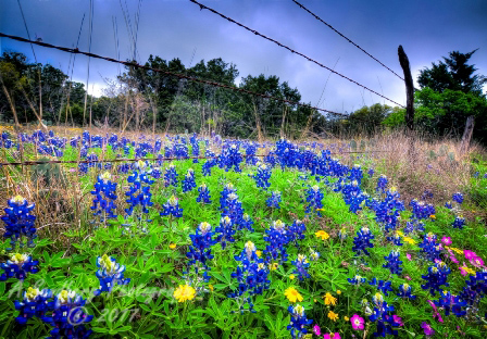 32flowers17.jpg