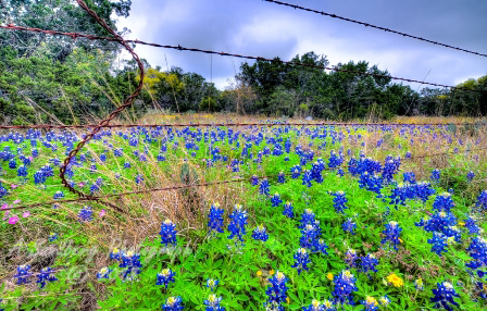 33flowers17.jpg