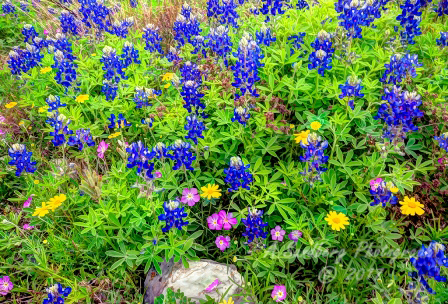 34flowers17.jpg
