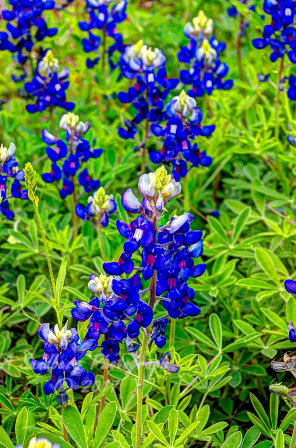 36flowers17.jpg