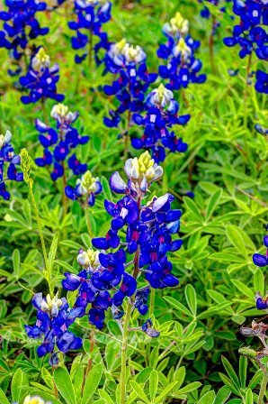 37flowers17.jpg
