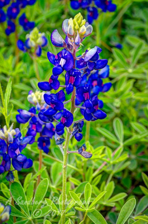 38flowers17.jpg