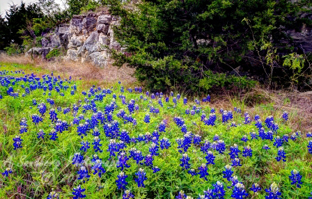 39flowers17.jpg