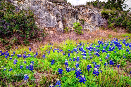 40flowers17.jpg