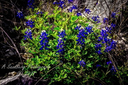 44flowers17.jpg