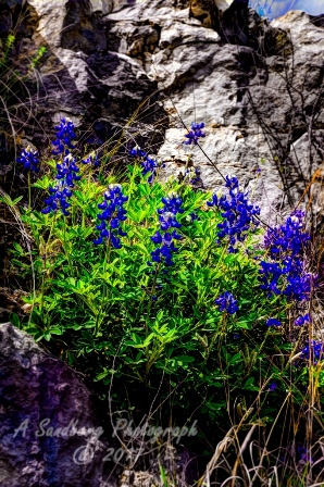 45flowers17.jpg