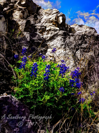 46flowers17.jpg
