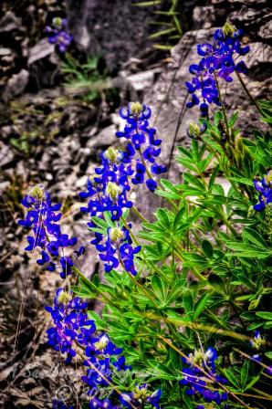 47flowers17.jpg