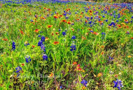 49flowers17.jpg